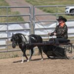 One of the contestants and her beautifu lpaint mini driving during the horse show 2015