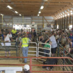 View from the front of the barn with the great turnout for the 4-H Livestock Sale and Win the Meat 2015